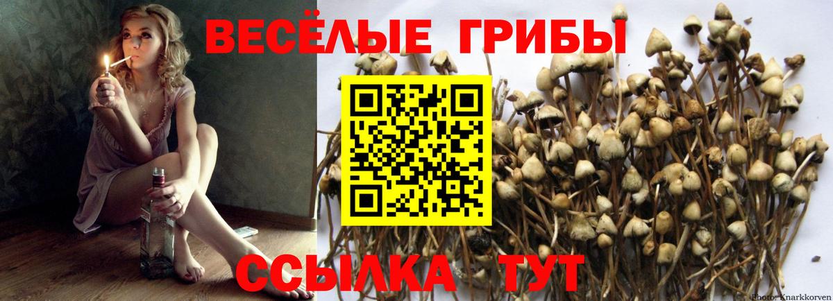 Галлюциногенные грибы Psilocybine cubensis Кольчугино